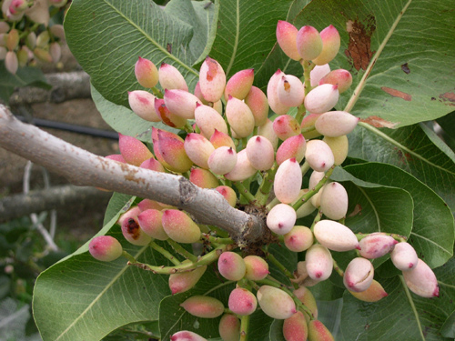 pistacchio-di-bronte